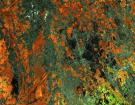 Verde Fuoco